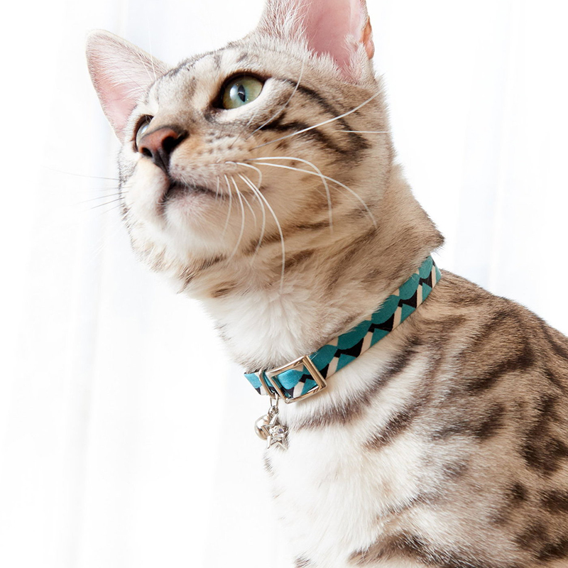 キャットカラー／ボローニャ